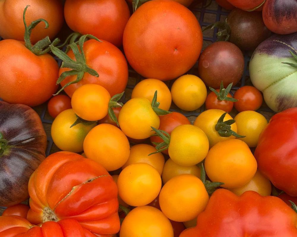 Heirloom Tomatoes