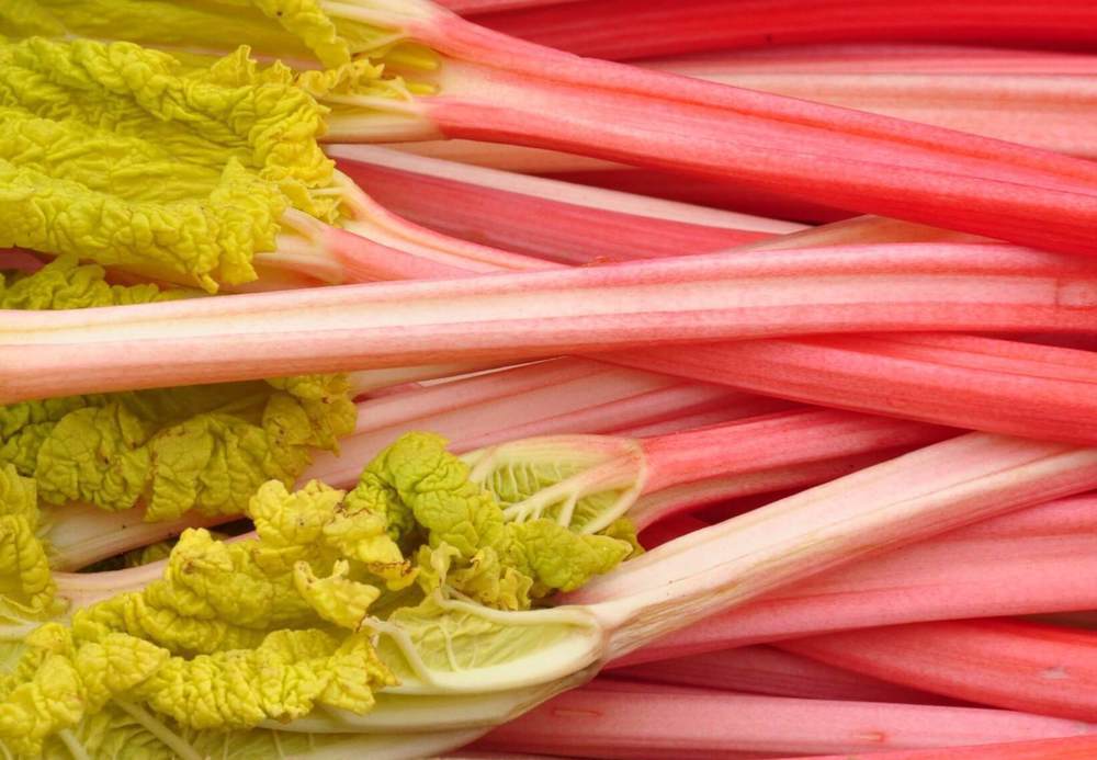 Champagne Rhubarb (400g)