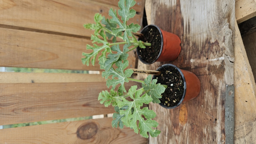 ( Potted - Melon - Retato -small (Own Grown)