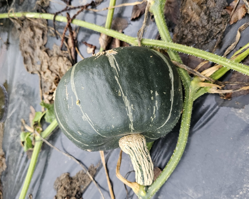 Squash Burgess buttercup