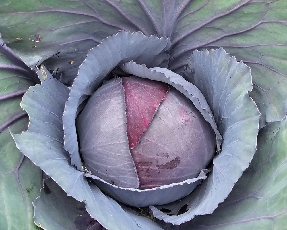 Red Cabbage