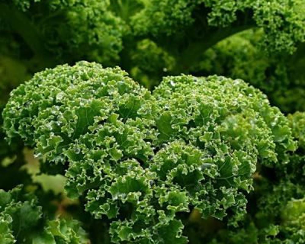 Organic kale