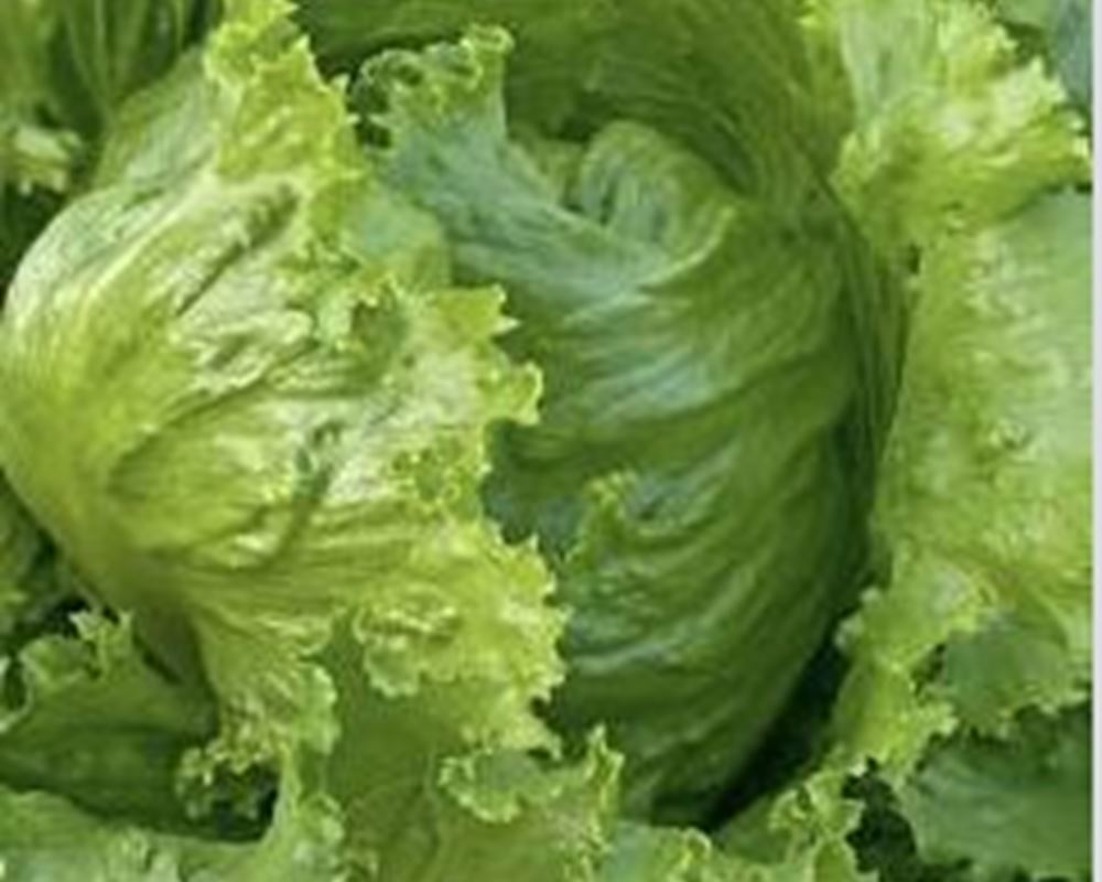 Lettuce, Cos 🇬🇧