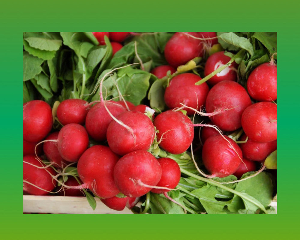 Radish Bunch