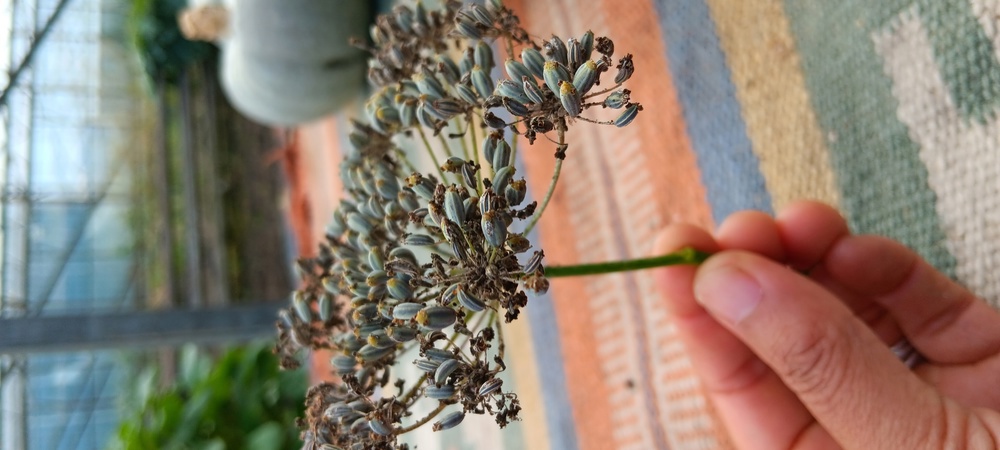 Fennel Seeds - 1 Head (Own Grown)