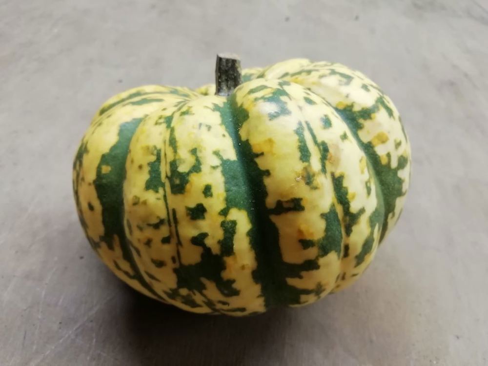 Squash- Harlequin