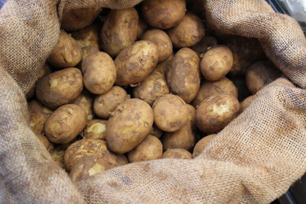 Potato, new