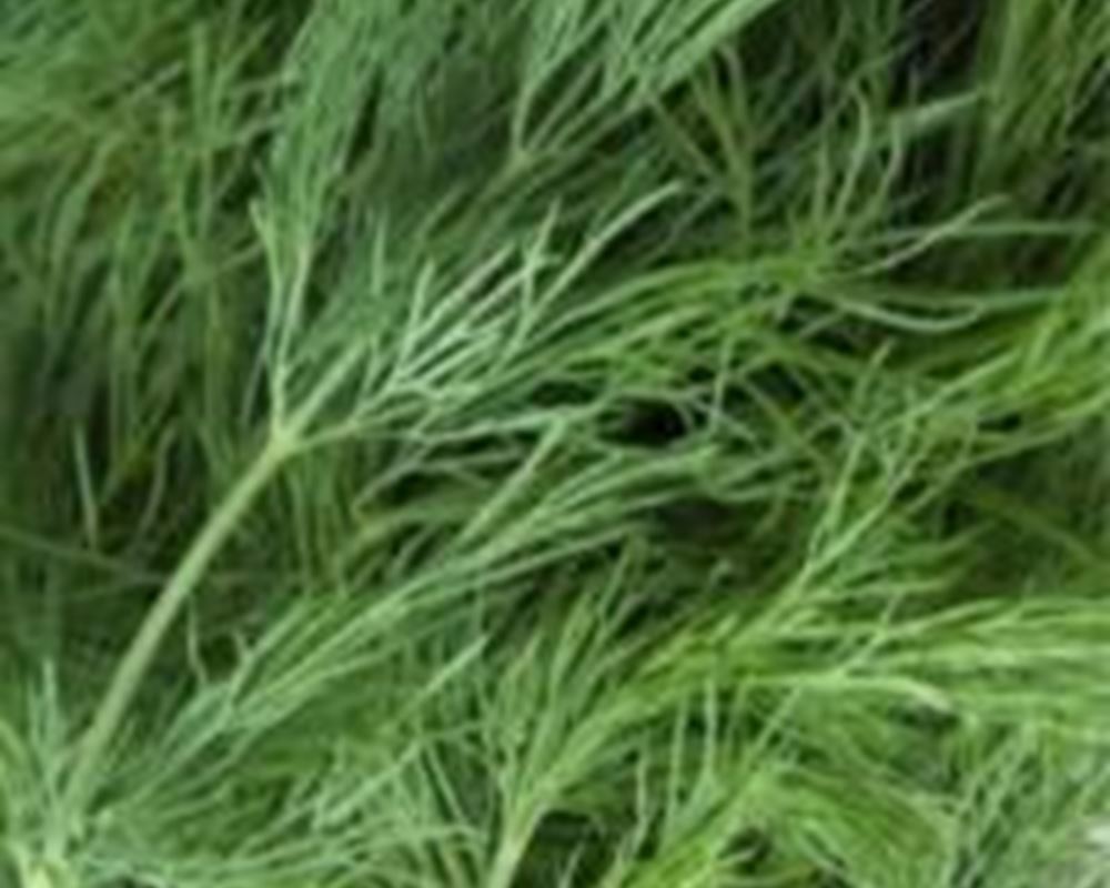 Dill - Organic