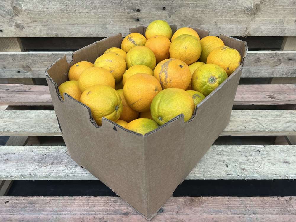 Oranges - Organic Navel / 4 - 6 units