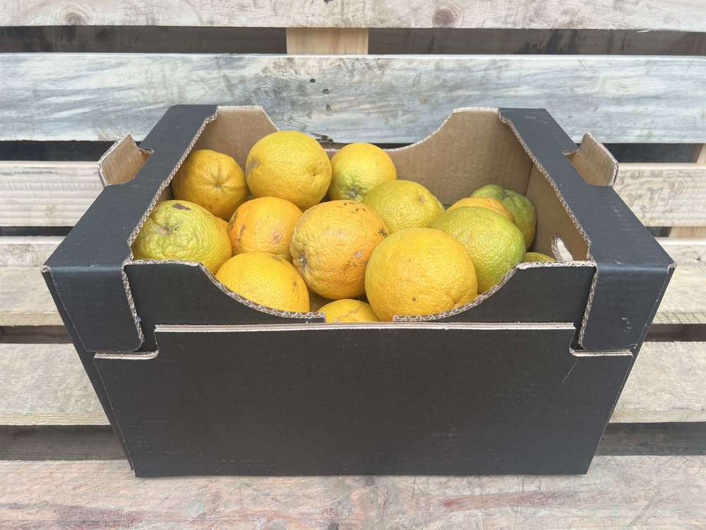 Oranges - Organic Valencia