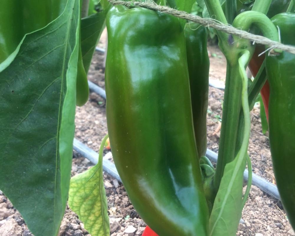 Pepper - Green (x1)
