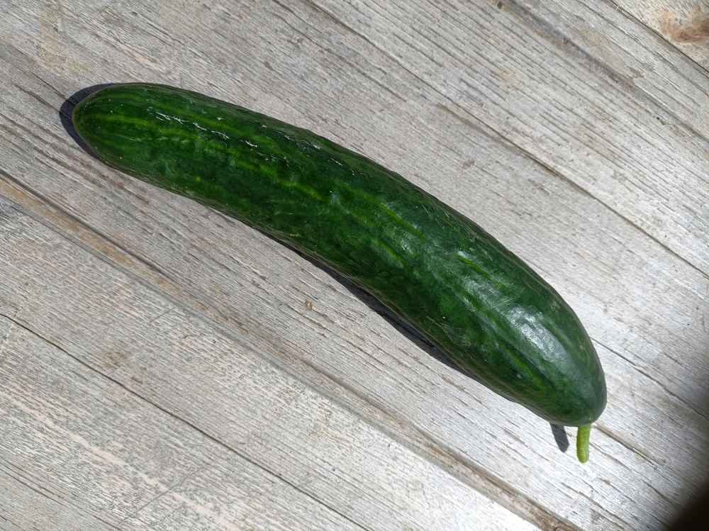 Cucumber