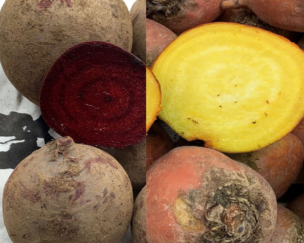 Beetroot - Mixed Red & Golden (East Lothian, UK)