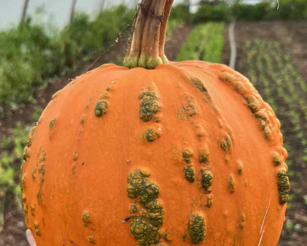 Pumpkin, knobbly carver