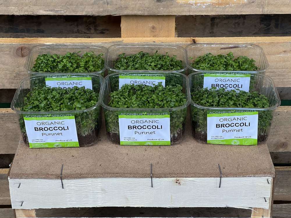 Organic Broccoli Sprouts in Punnets