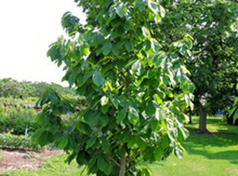 Pawpaw Tree seedling