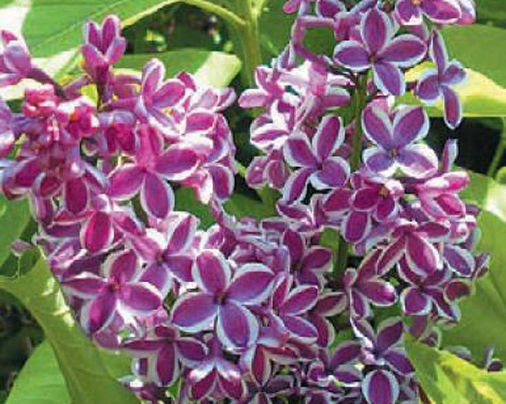 French Hybrid Lilacs