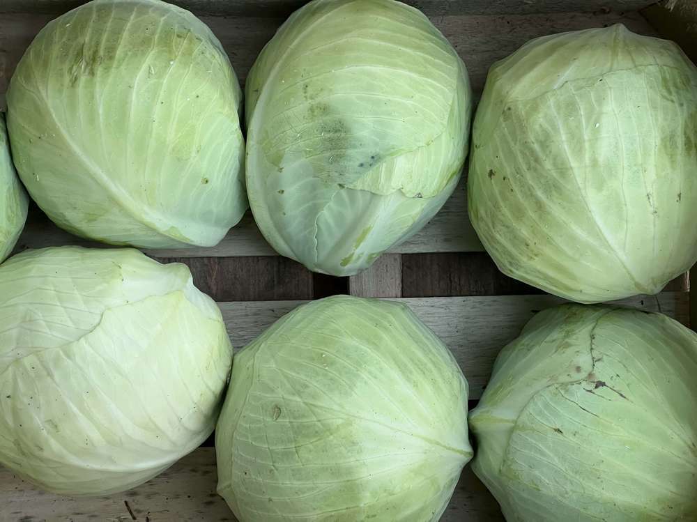 White Cabbage