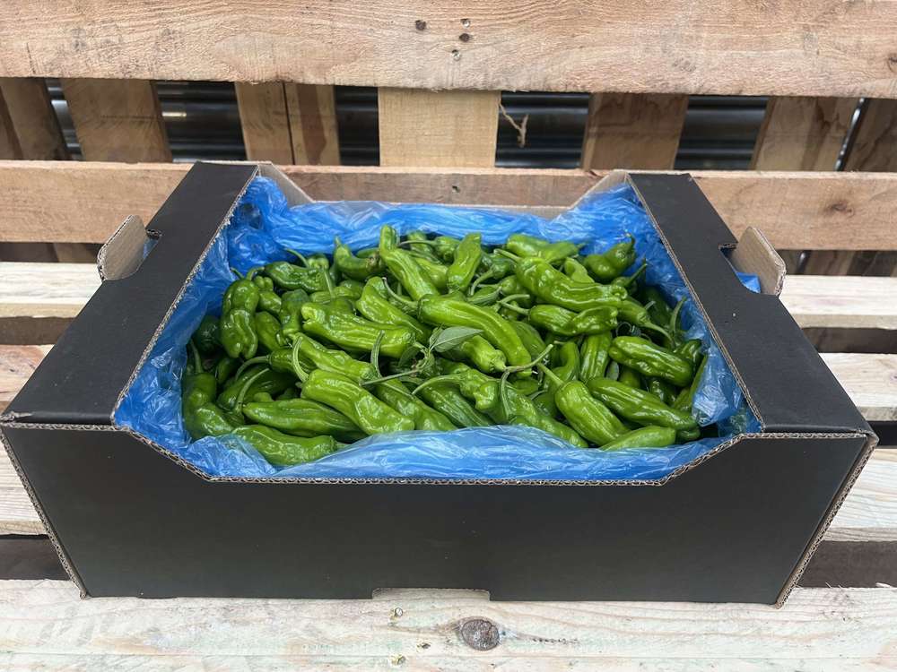 Pepper: Shishito