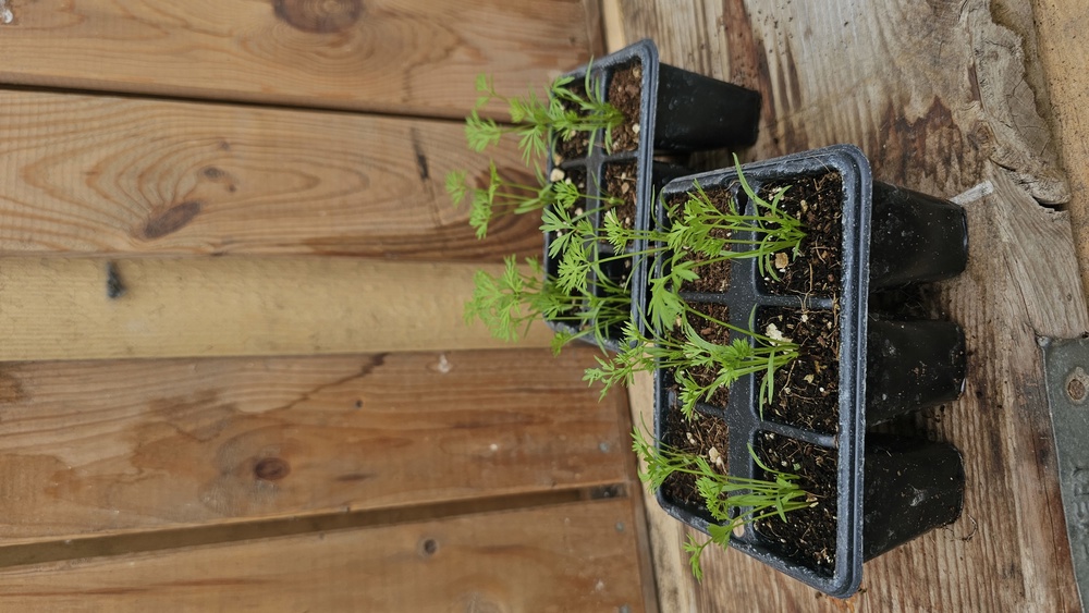 ( Plugs x6) Carrot - Autumn King(Own Grown)