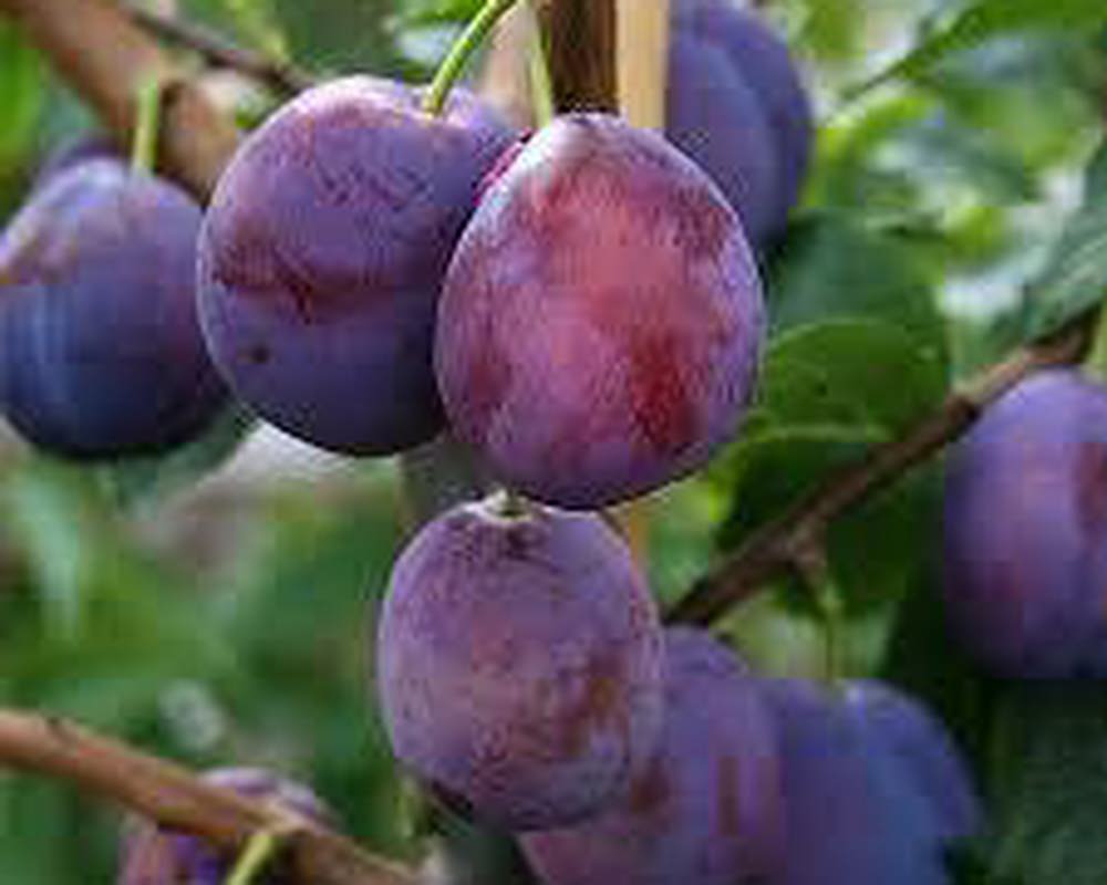 Plums - Organic British Excalibur