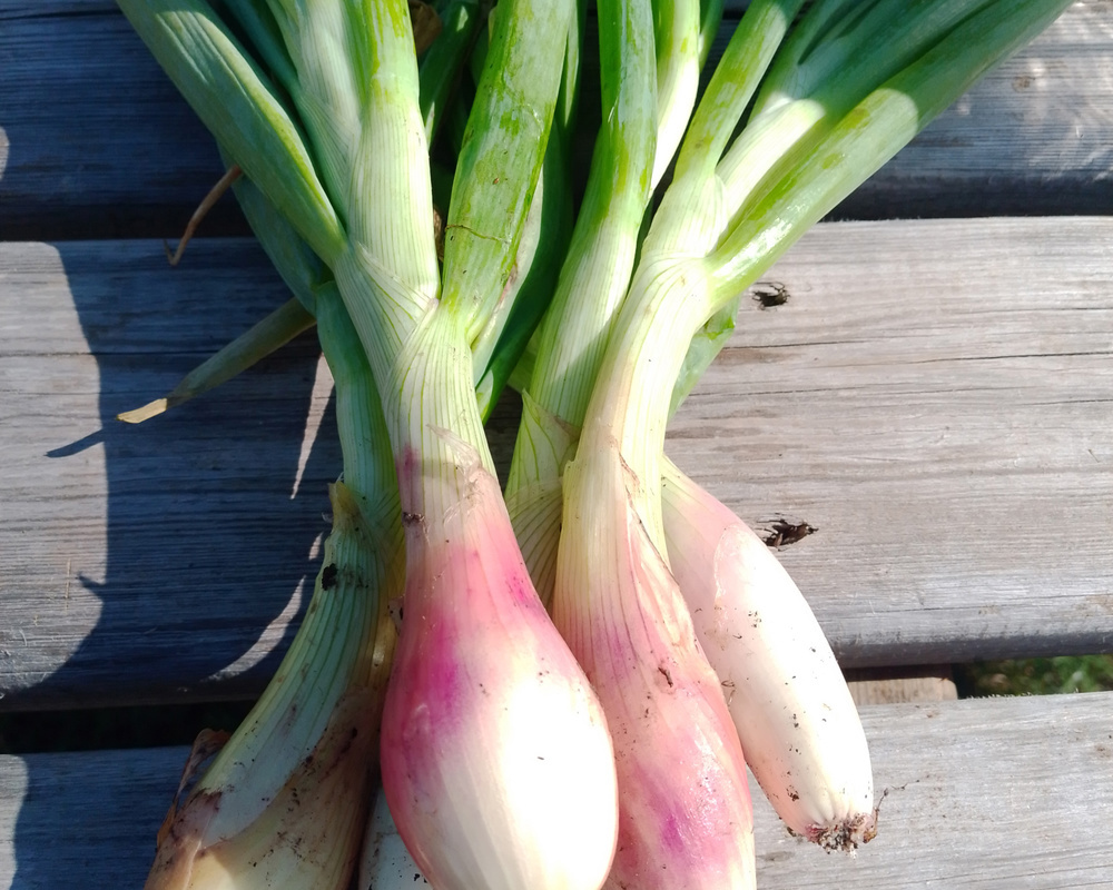 Shallots, fresh bunch