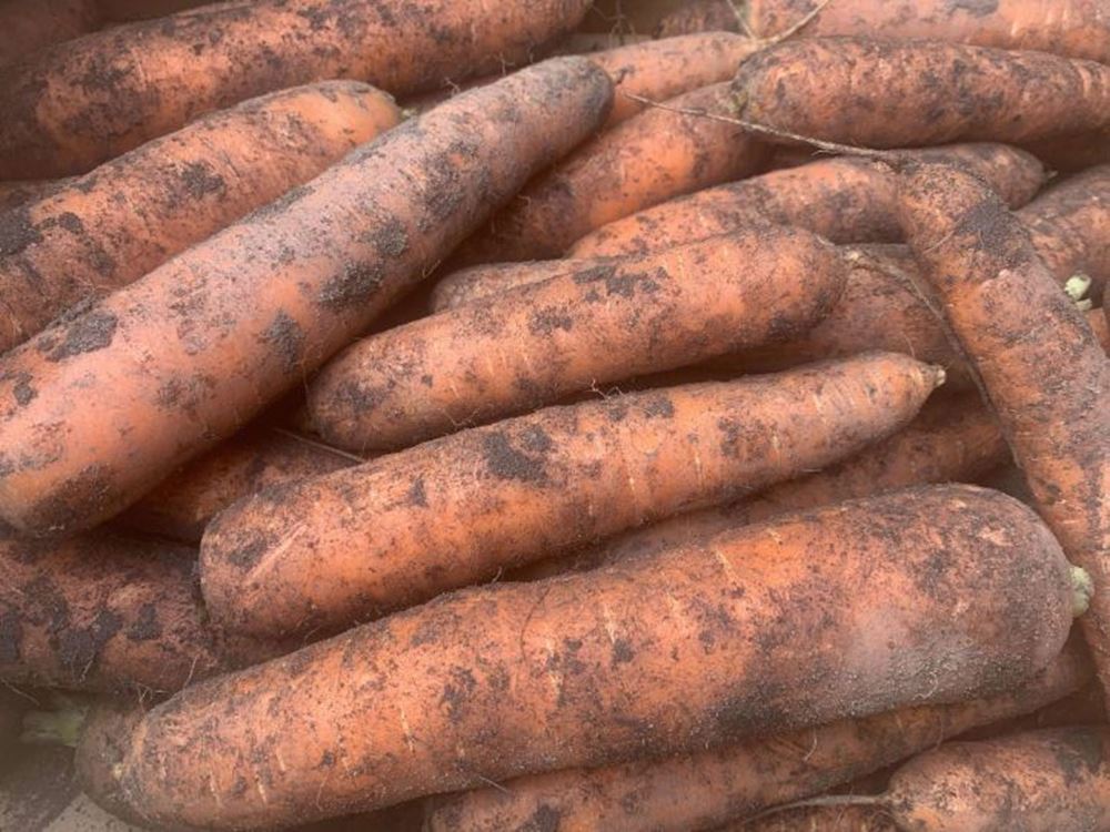 Carrots - Dirty, Loose (UK)