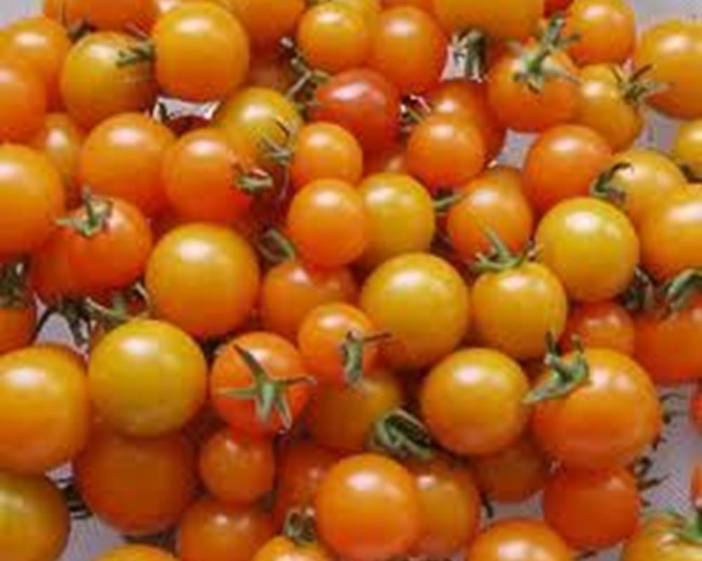 Tomatoes Golden Cherry 200g (Own Grown)