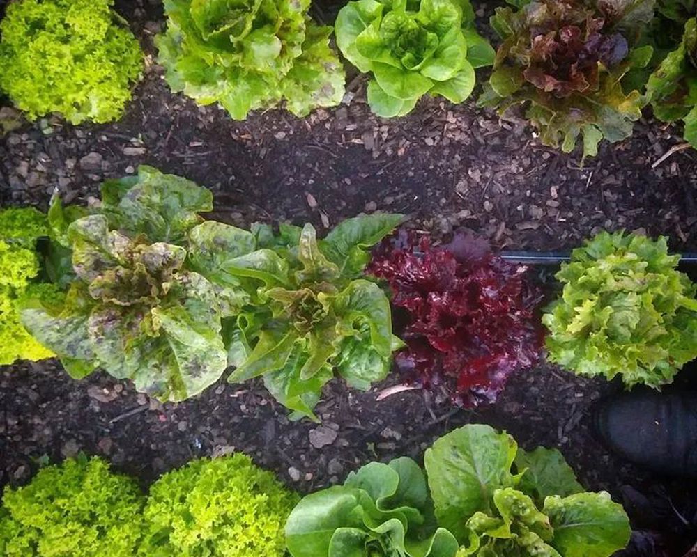 Mixed Lettuce