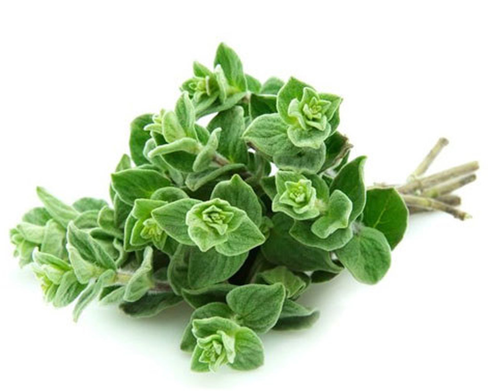 Oregano - fresh organic