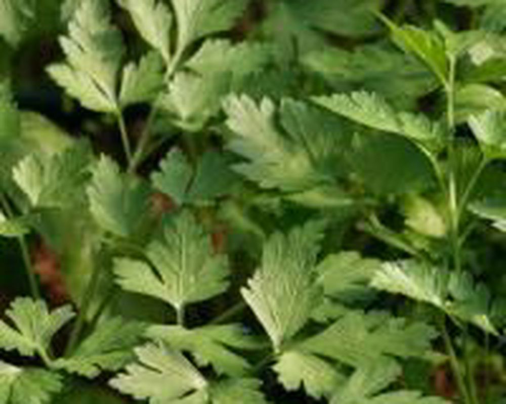 Parsley - Flat Leaved 100g