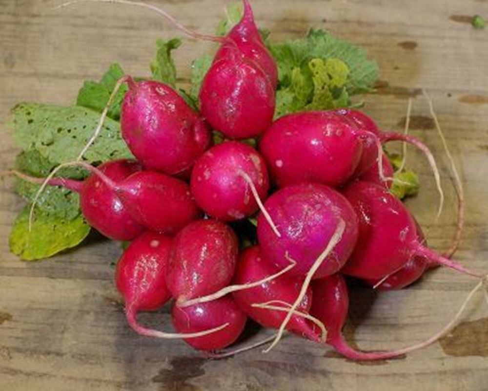 Radish