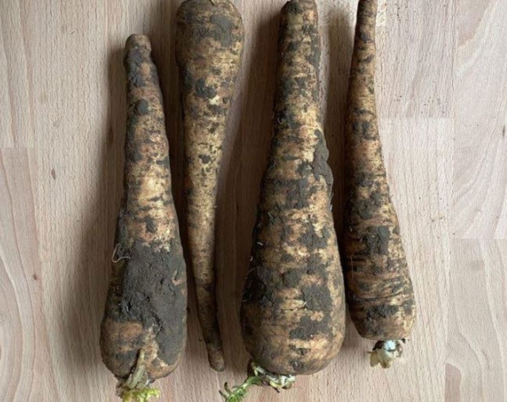 Organic parsnips - 1kg