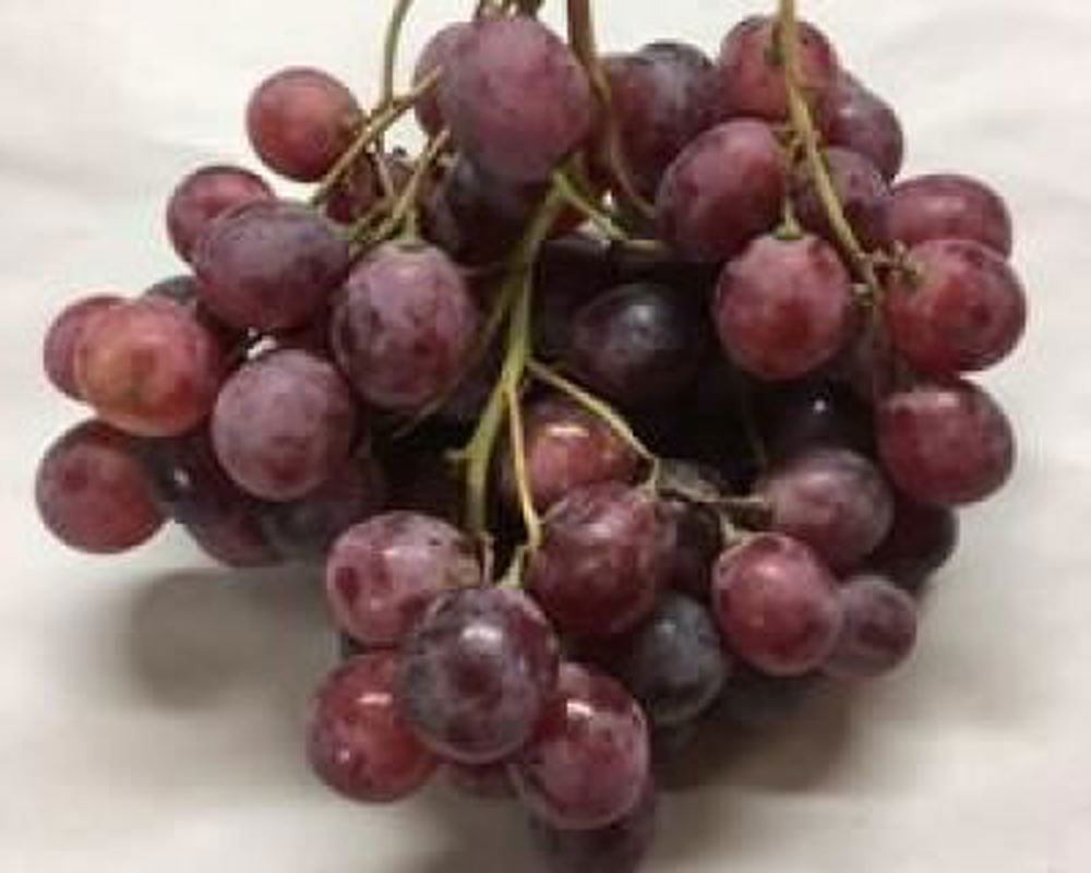 Grapes Red - Organic Chile