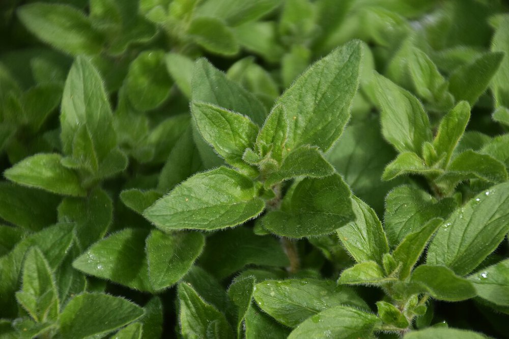 Oregano, fresh