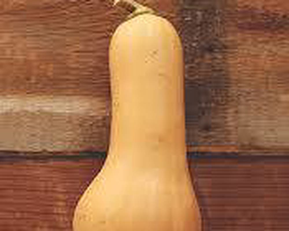 Squash Butternut (Each)
