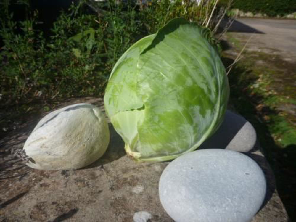 Cabbage, round