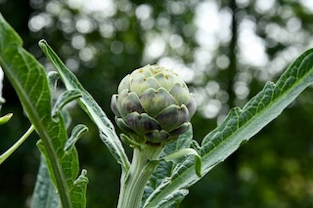 Globe Artichoke