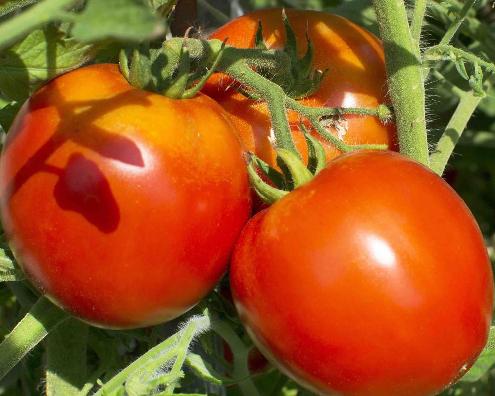 Tomato: Vine