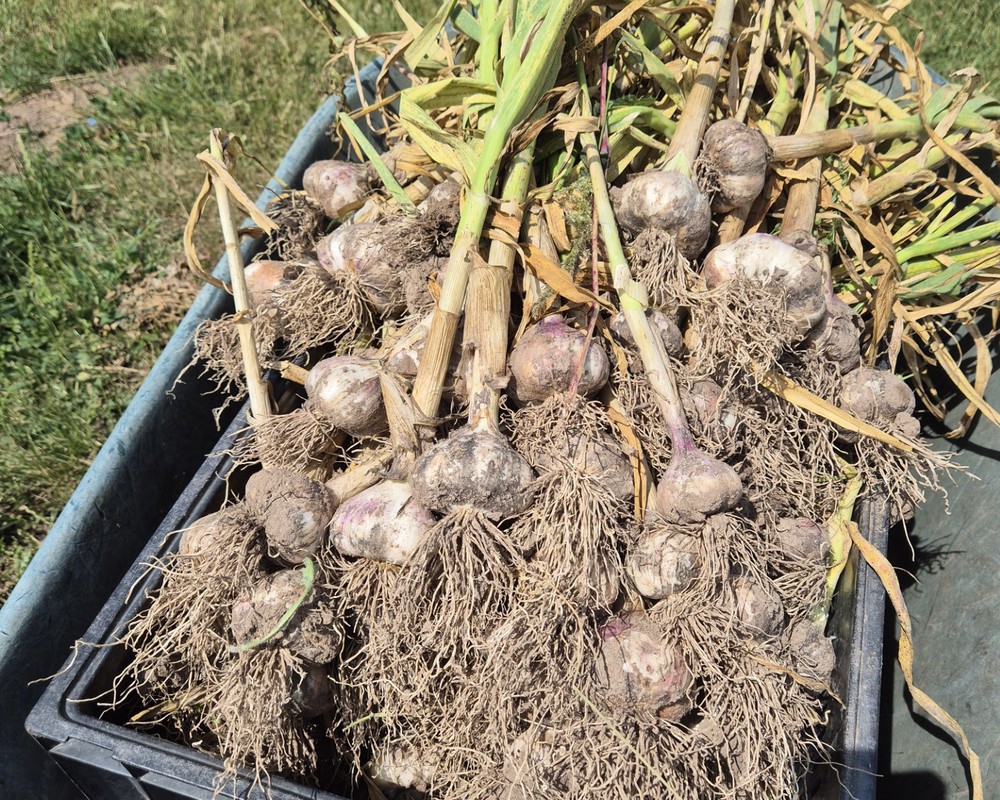 Garlic