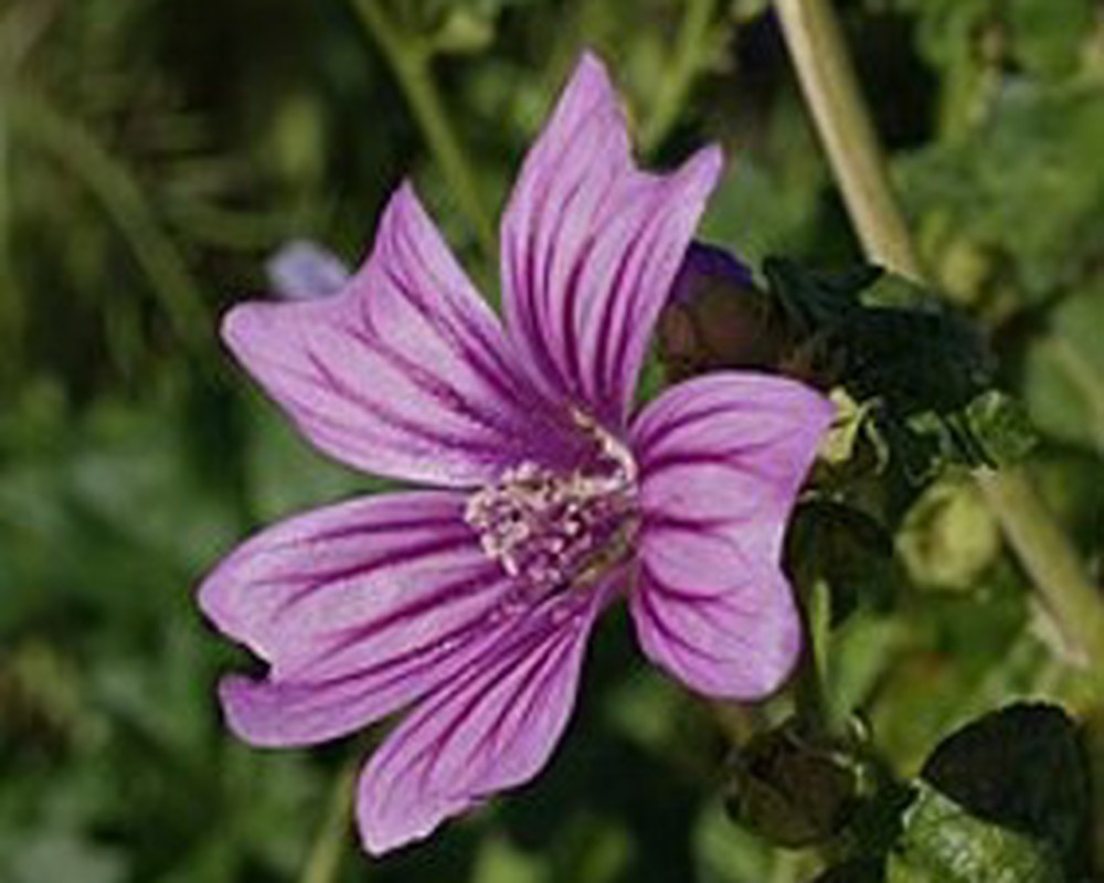 ( Potted x1) Mallow - Medium (Own Grown)