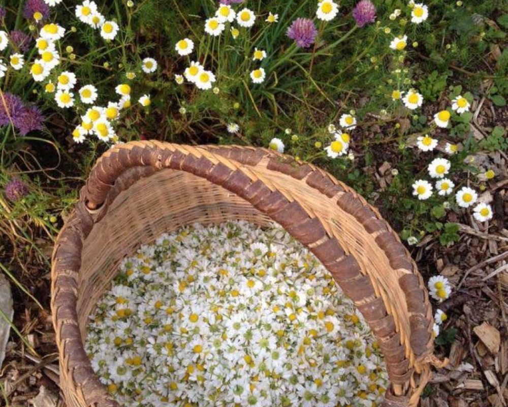 Chamomile (German)