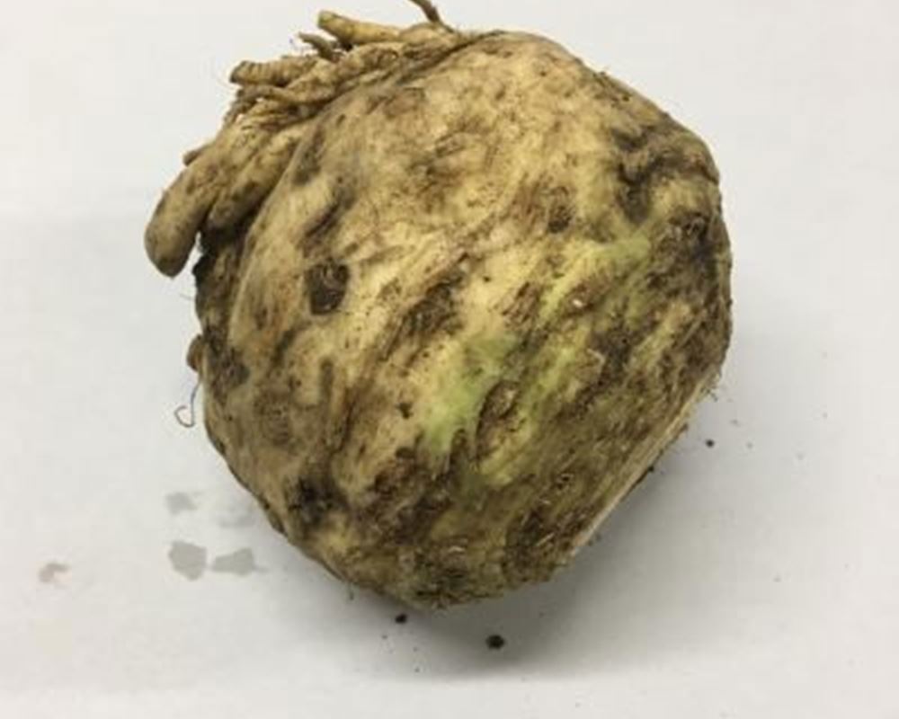 Celeriac - Organic