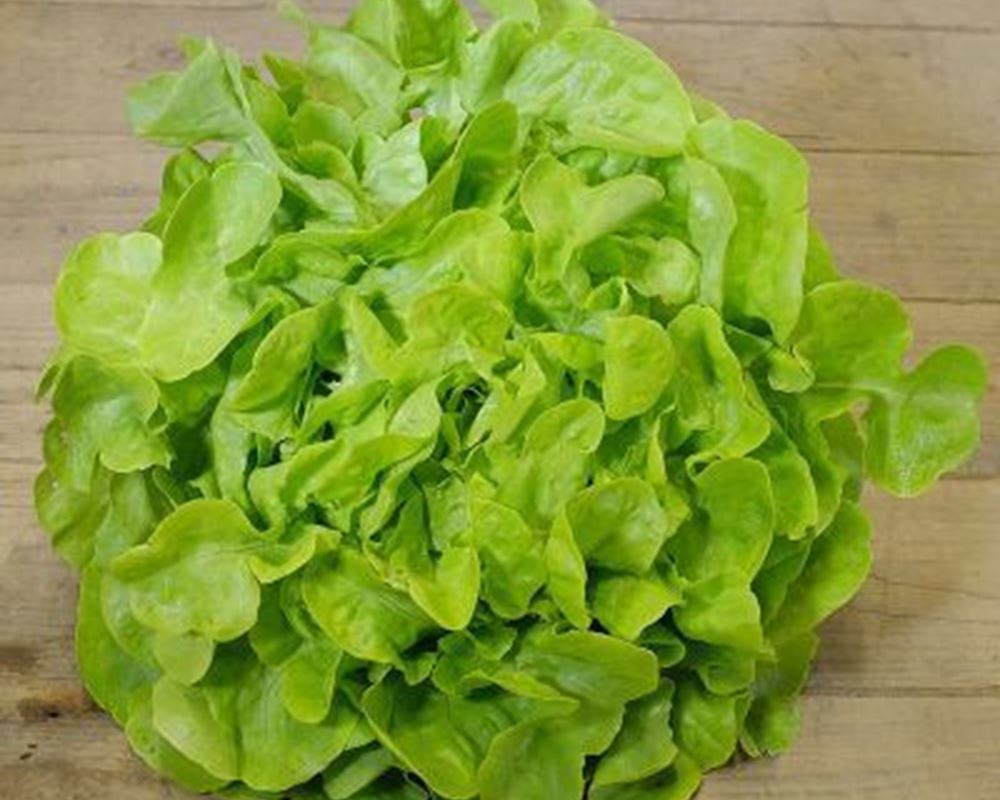 Lettuce- Oakleaf(Green)