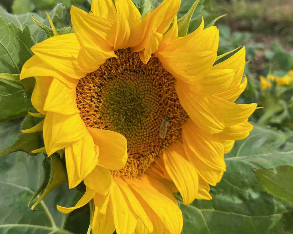 Sunflowers, 1 stem