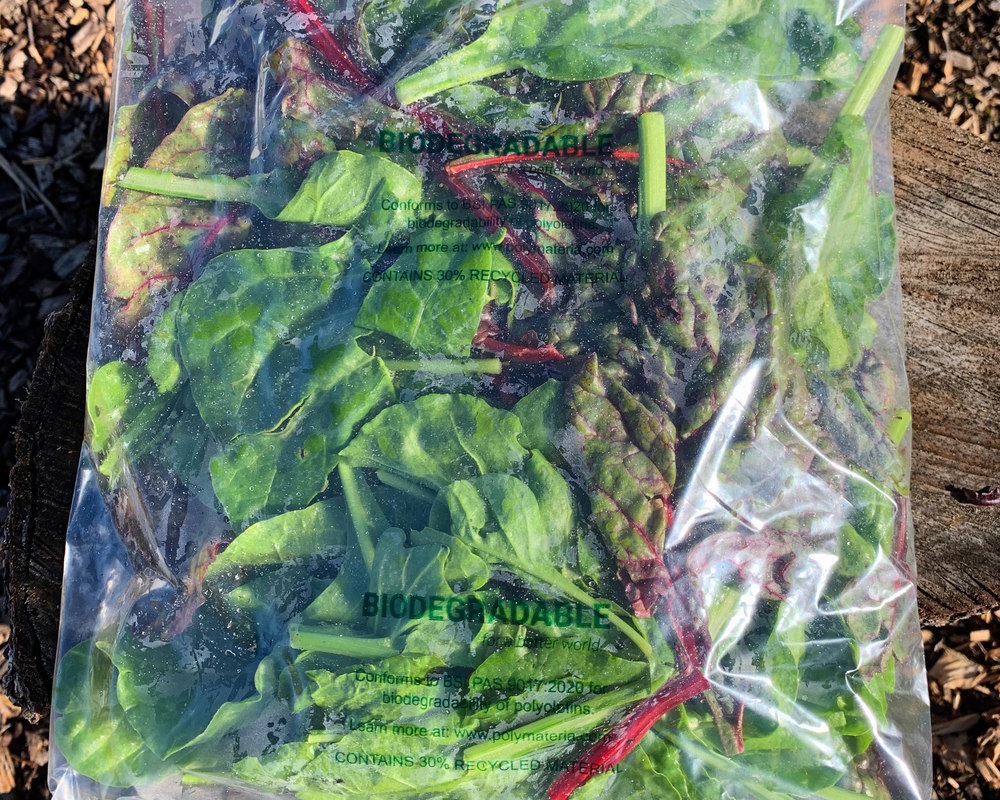 Rainbow Chard