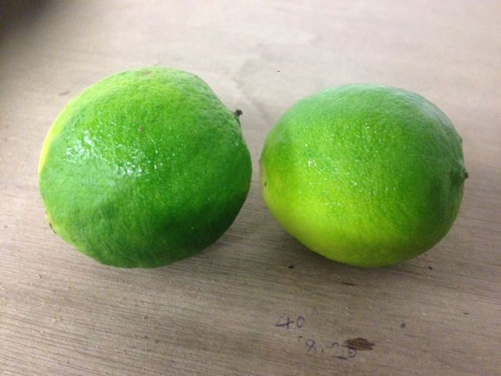 Citrus- Limes x 2