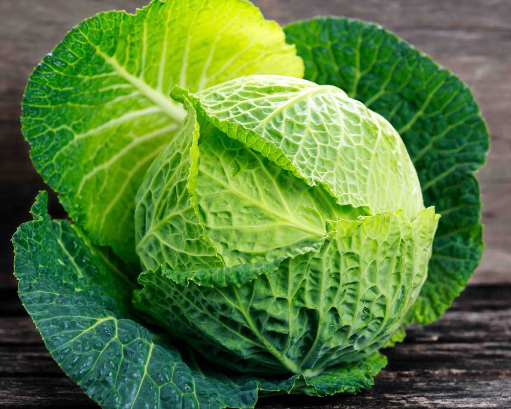 Cabbage Savoy