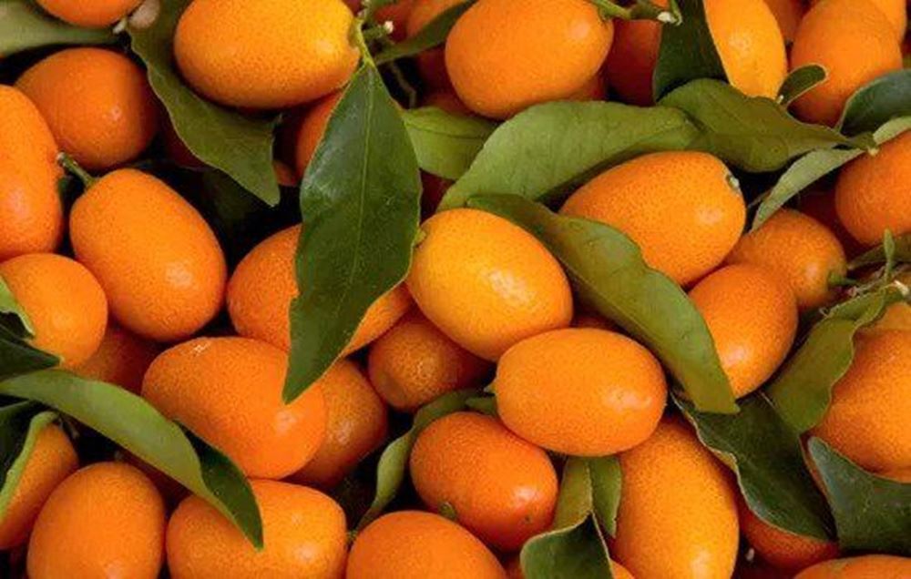 Kumquat (Spain)