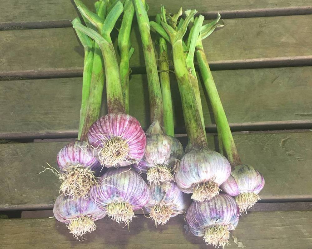 Garlic: Hardneck Italian Purple (Fresh)